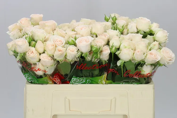 Rosa Tr Sofie Imp 50 cm