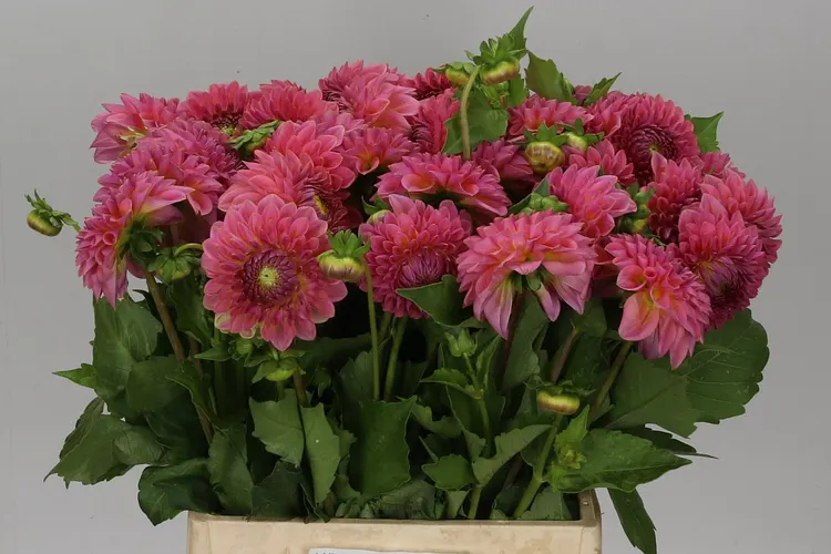 Dahlia Pink Suffusion 50 cm