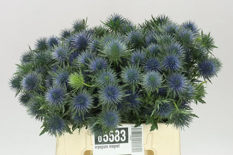 Eryngium Magnet 40 cm