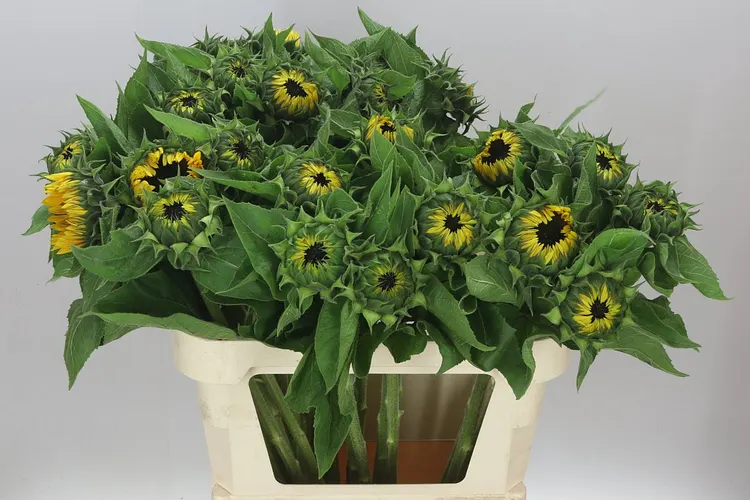 Helianthus A Sun Orange 80 cm