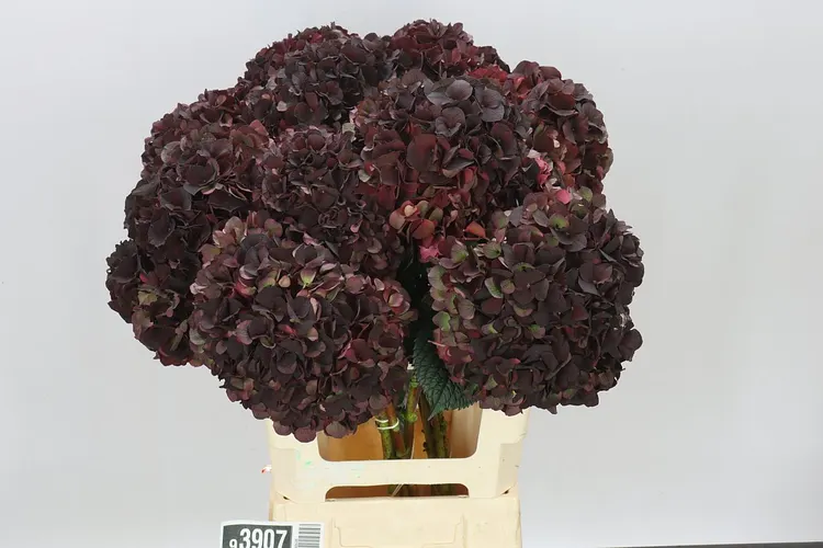 Hortenzia Dark Ruby Classic 65 cm