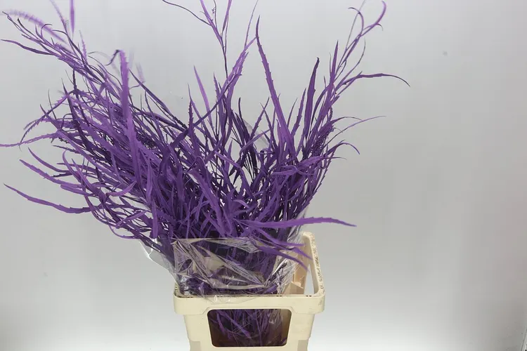 Grevilea Purple 90 cm