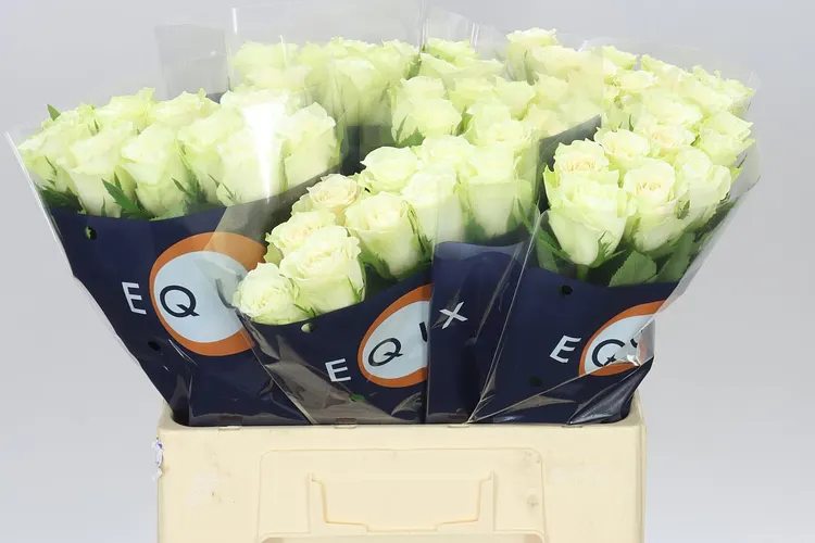 Rosa Gr Abby 60 cm