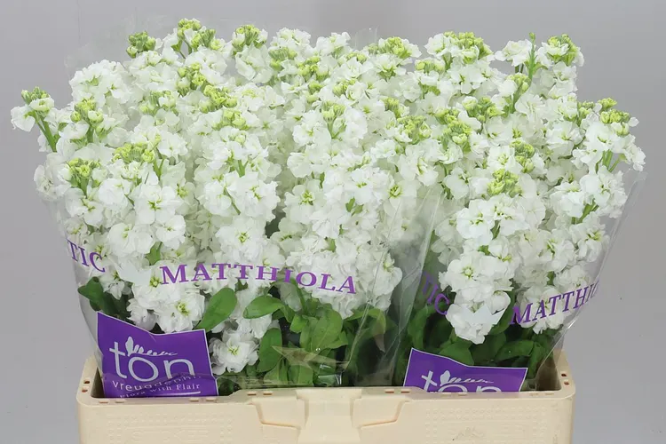 Matthiola White 56 cm