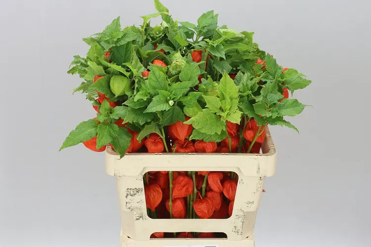 Physalis Orange 60 cm