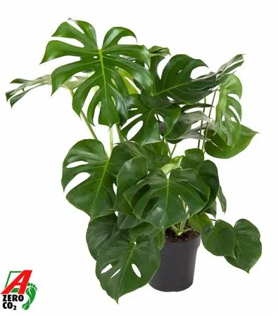 Monstera Deliciosa Struik črepník 24 cm