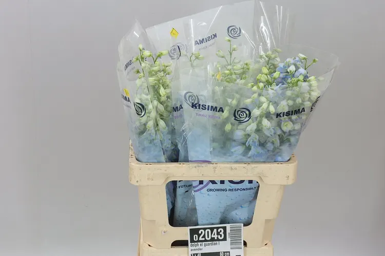 Stračonôžka Elatum Guardian Lavender 60 cm