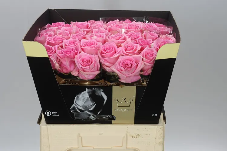 Rosa Gr Sweet Sixteen 60 cm