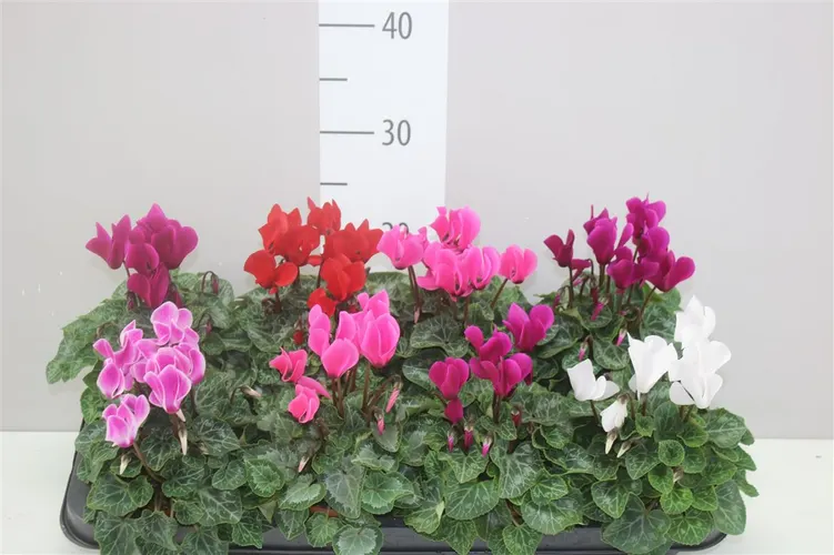 Cyklámen Super Allure mix črepník 10,5 cm