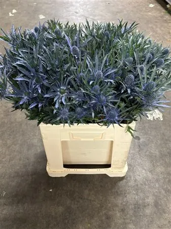 Eryngium Planum 60 cm