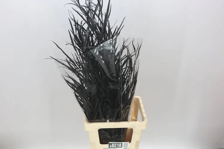 Grevilea Black 90 cm