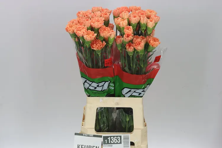 Karafiát Orange 70 cm