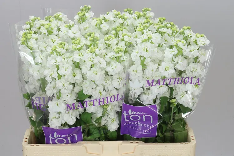 Matthiola White 57 cm