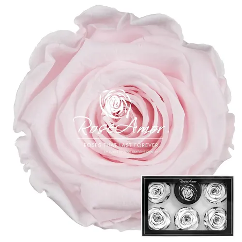 Stabilizovaná ruža XL ⌀ 6 cm, ružová PIN89