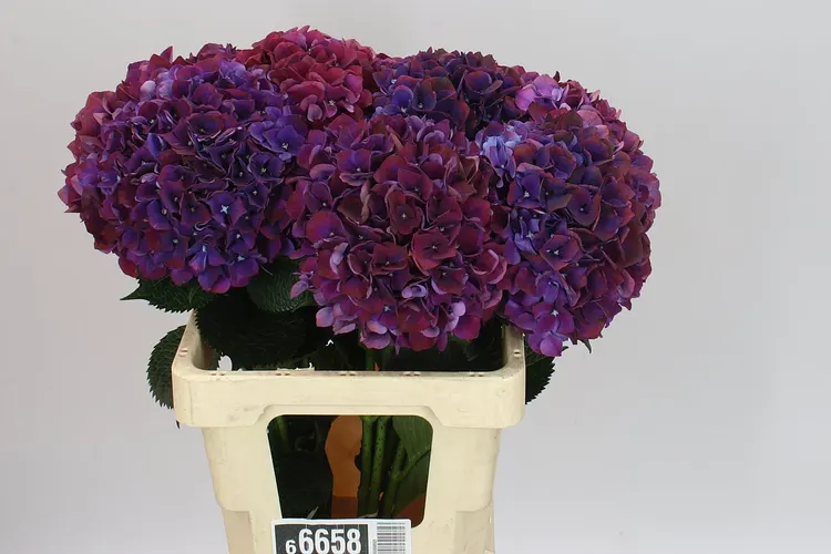 Hydrangea Ruby Aubergine 60 cm