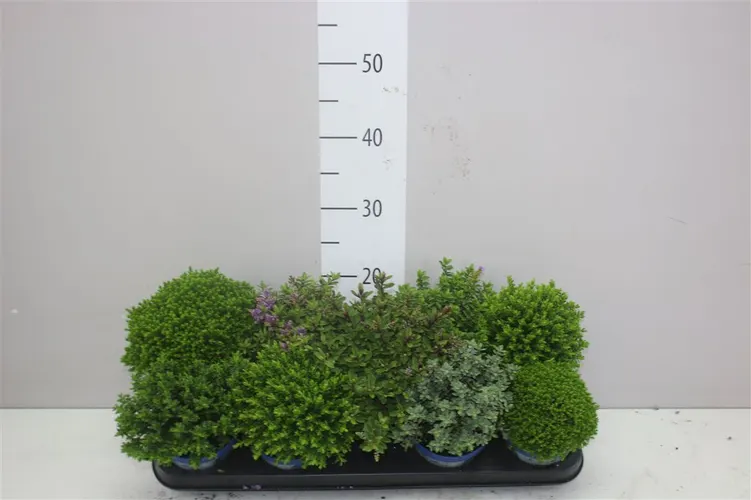 Hebe Green Boys Gemengd črepník 12 cm