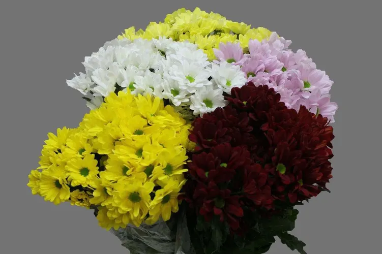 Chr T Mix In The Box 70 cm