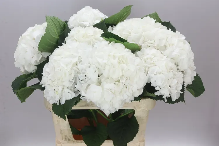 Hyd Verena White 80 cm
