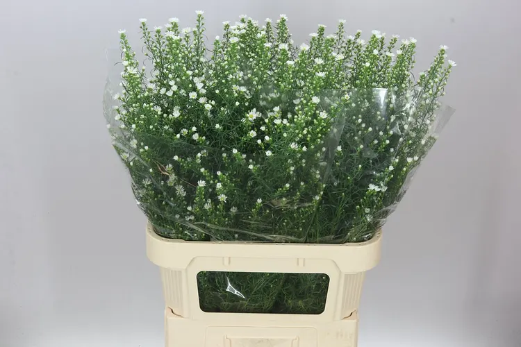 Aster Monte Cassino 85 cm