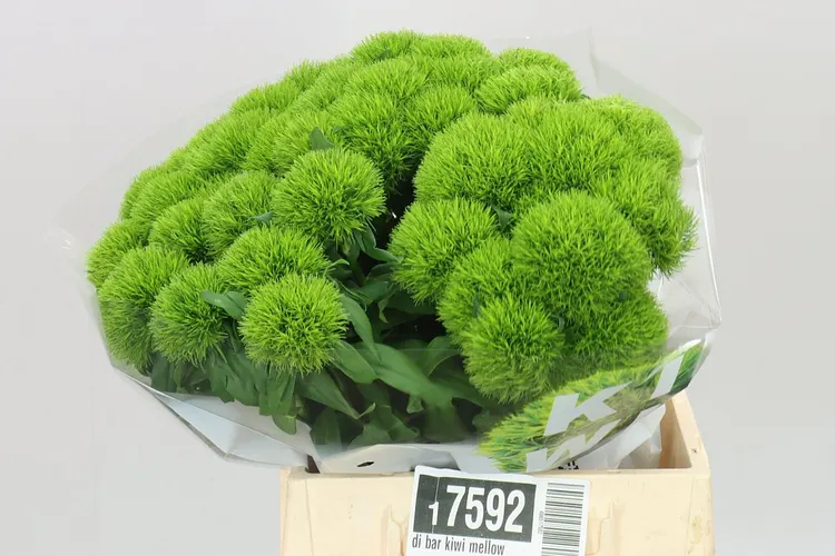 Di Bar Kiwi Mellow 45 cm