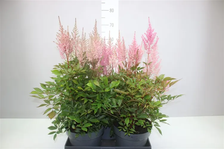 Astilbe A Erika črepník 23 cm
