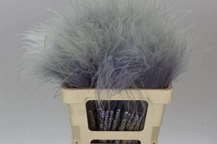 Stypha Milka 60 cm
