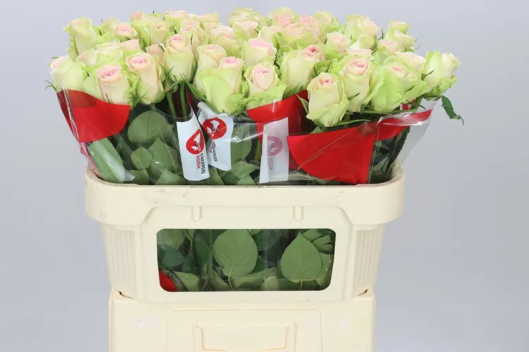 Rosa Gr Trivia 70 cm