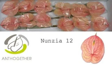 Anth Nunzia