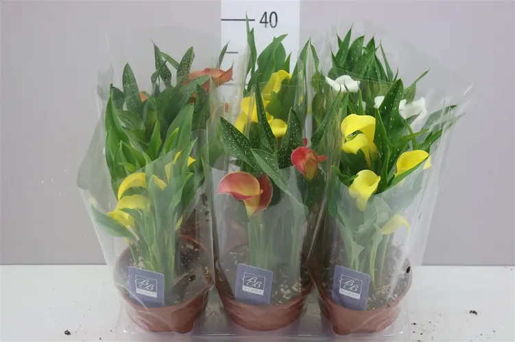 Kala mix črepník 14 cm