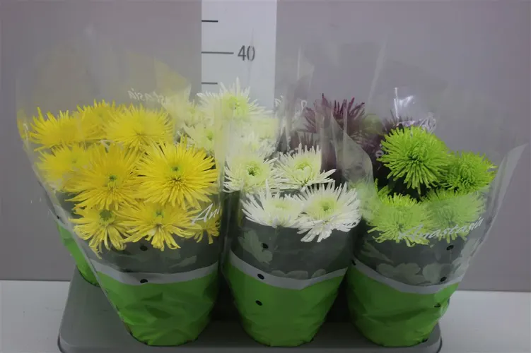 Chryzantéma črepníková Anastasia mix črepník 15 cm
