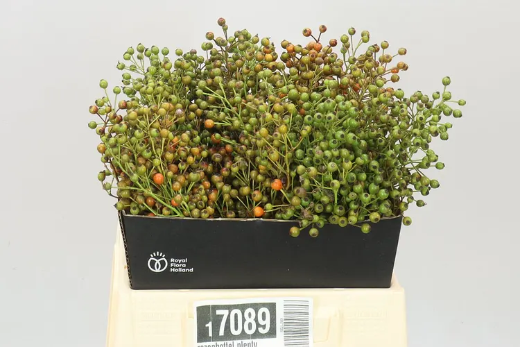 Rozenbottel Plenty Green 40 cm