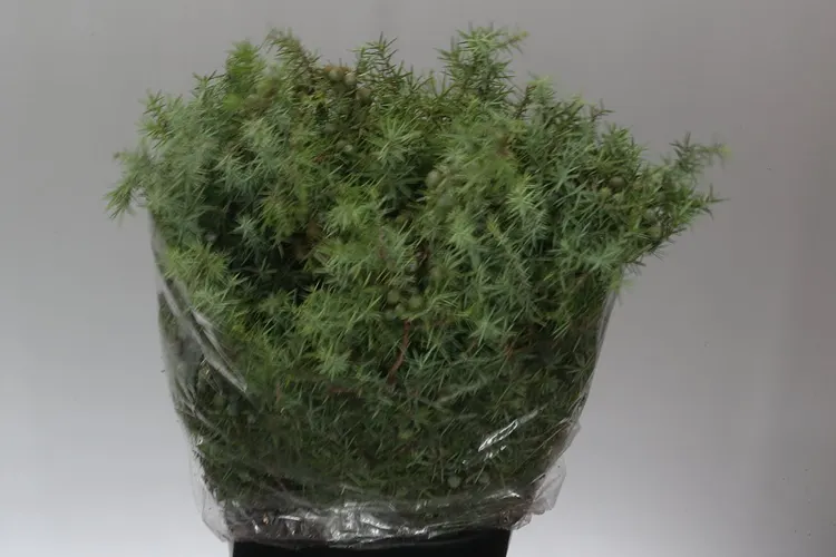 Jenever Berries 60 cm