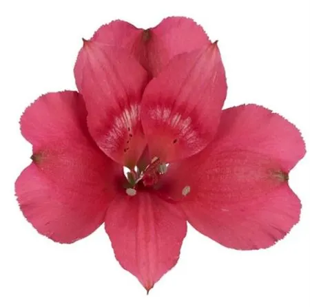 Alstro Heartbreaker 75 cm