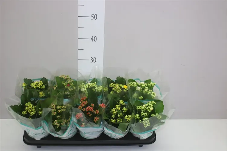 Kalanchoe Calandiva Mix črepník 10,5 cm