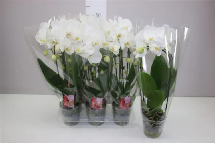 Orchidea Phalaenopsis Cascade biela, 2 výhony črepník 12 cm