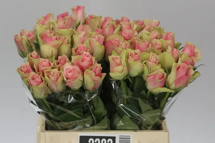 Ruža Belle Rose 40 cm