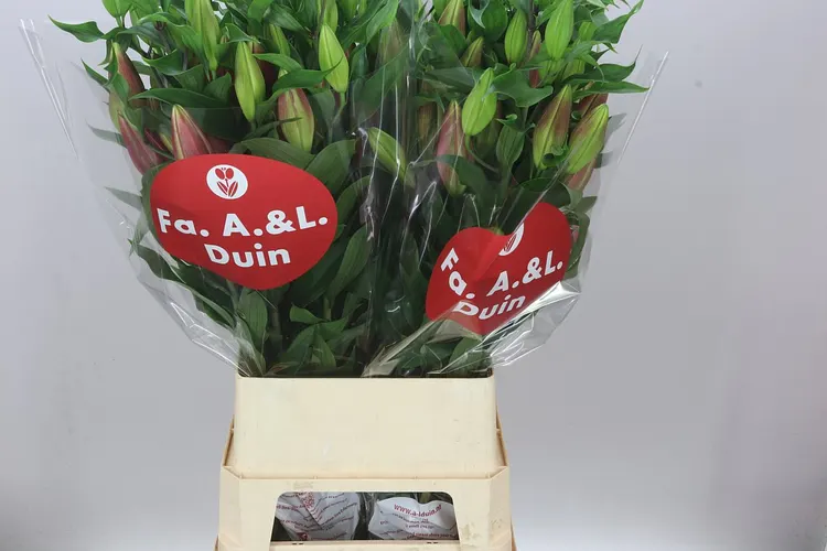 Lil Or Red Dawn 110 cm