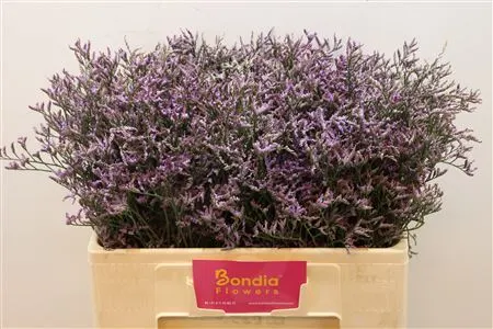 Lim. Saf Lilac 60 cm