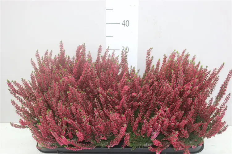 Calluna G.girls Rood črepník 12 cm