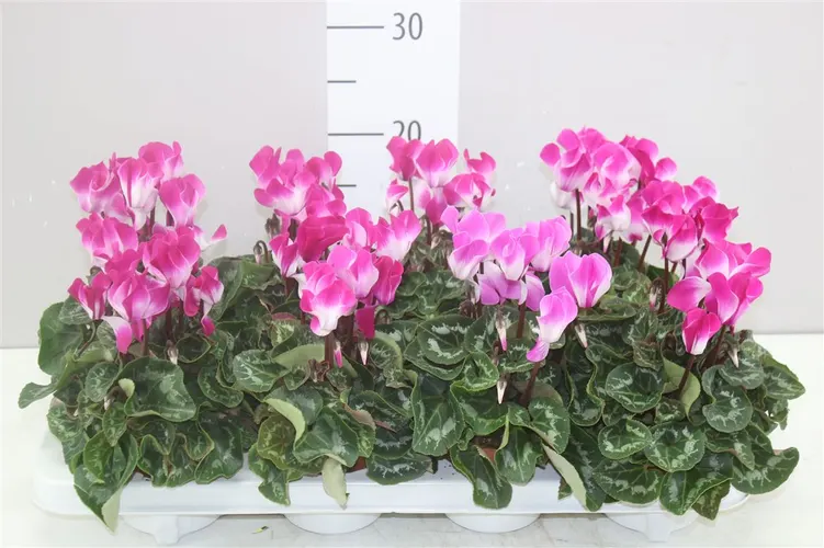 Cyklámen malokvetý Indiaka Violet črepník 10,5 cm