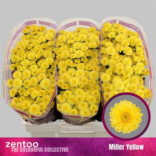 Chryzantéma santini Miller Yellow 55 cm