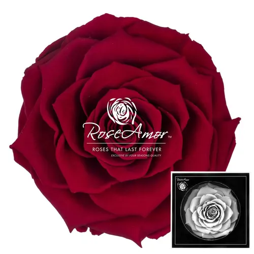 Stabilizovaná ruža Bonita ⌀ 9 cm, červená RED01