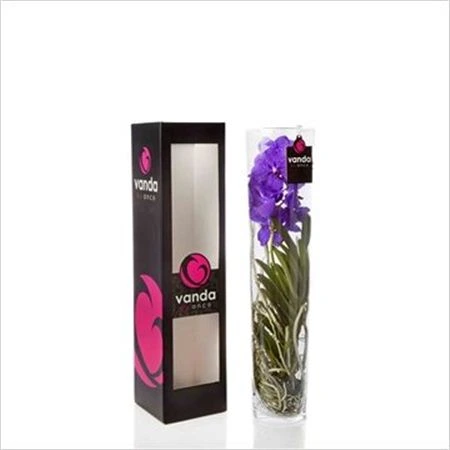 Orchidea Vanda mix v skle Michelle 70cm črepník 17 cm