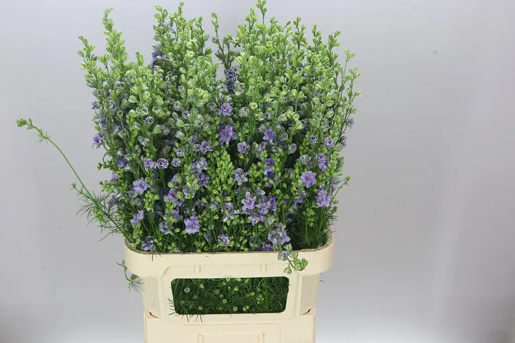 Stračonôžka Ajacis Violet Lilac 90 cm
