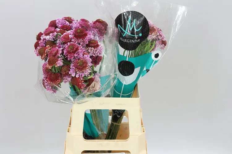 Scabiosa Atr F Scoop Bright Pink 60 cm