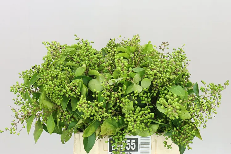 Ligustrum Ov Winter Jewel 45 cm