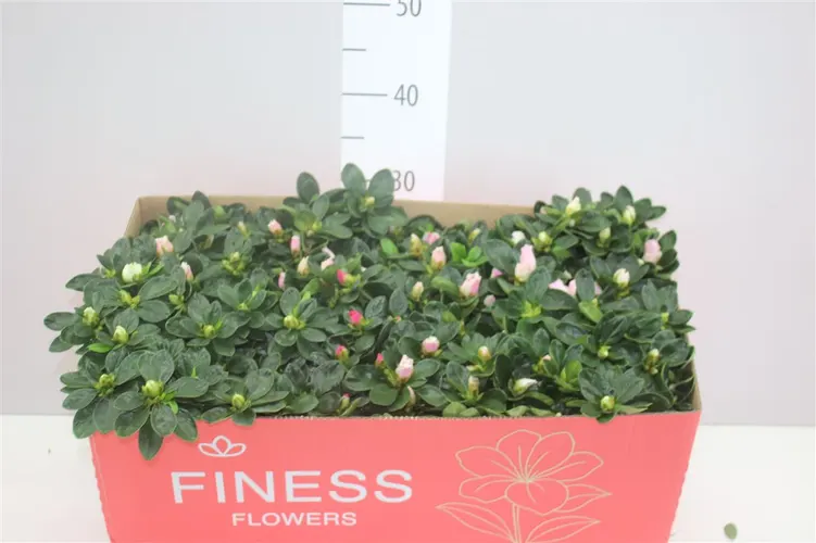 Rhododendron Si Gemengd črepník 12 cm
