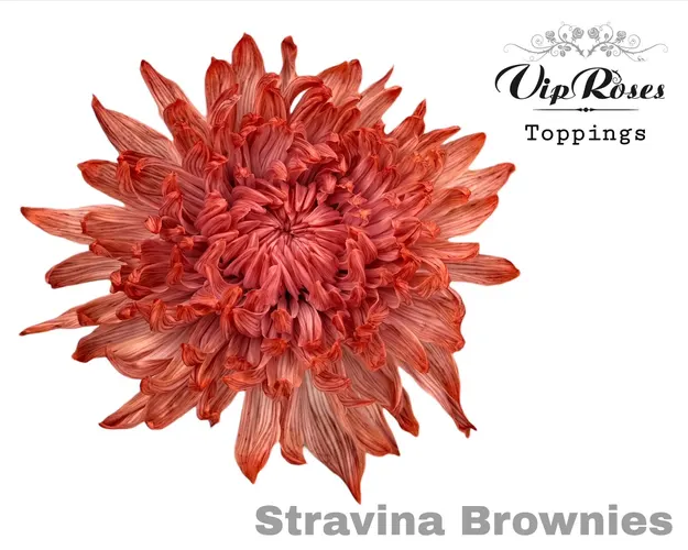 Chr G Stravina Brownies 65 cm