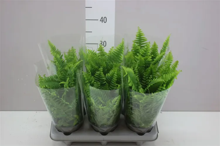 Nephrolepis Ex Vitale črepník 12 cm