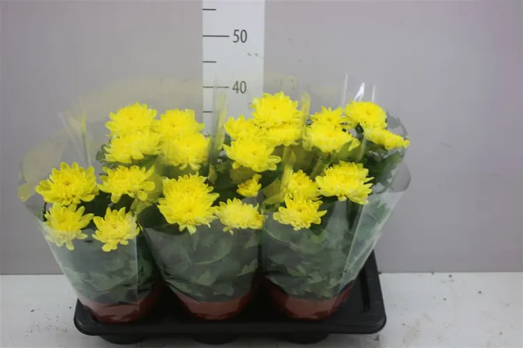 Chrysanth Zembla Geel črepník 17 cm